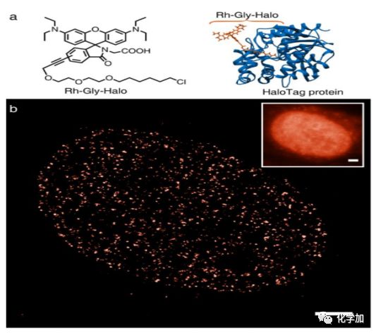 大连理工肖义教授团队jacs: 延长光变色罗丹明螺环内酰胺在超分辨光