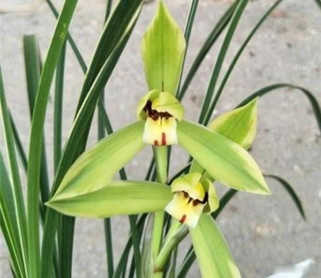                     曾经入手的“兰花”，长得肥，花开多，为何现在越养，长势越差？