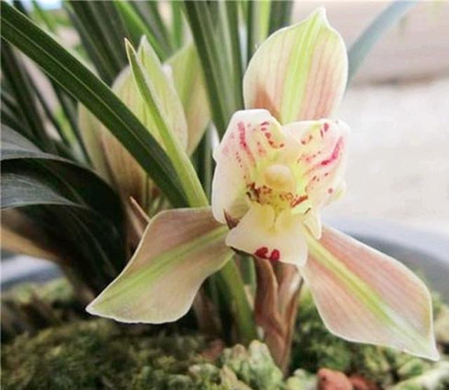                     曾经入手的“兰花”，长得肥，花开多，为何现在越养，长势越差？