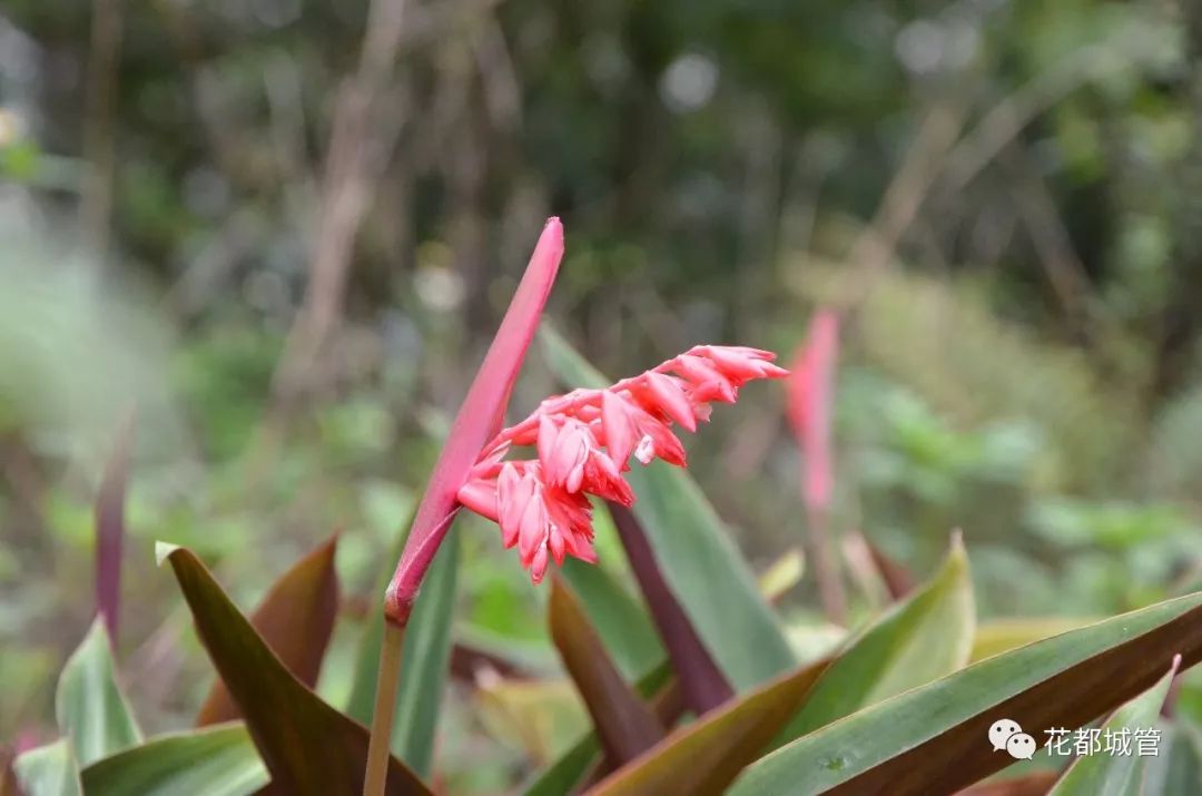 【旅游】九号线旁竟藏了一座绝美森林大氧吧