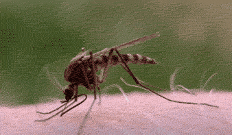 为了杀1只蚊子，日本人花了一百年