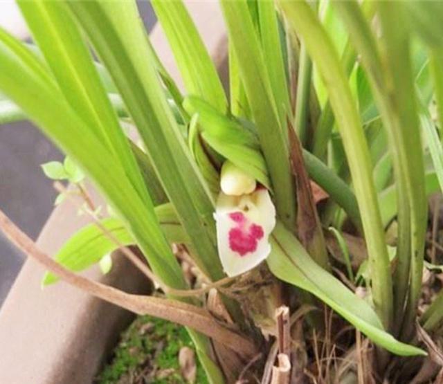                     曾经入手的“兰花”，长得肥，花开多，为何现在越养，长势越差？