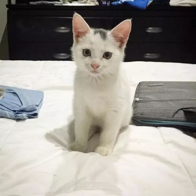 金毛带大的猫咪,教会了家中的规矩,却活成了一只小狗 mg电子游艺手机版