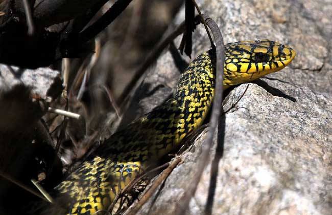 原创在农村看到一条王锦蛇在吃五步蛇,为何王锦蛇无却能制服五步蛇