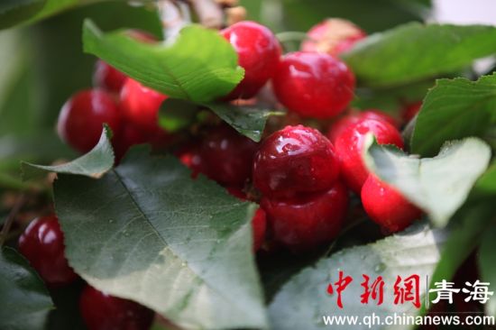 青海乐都清泉樱桃正当红 盈丰棋牌