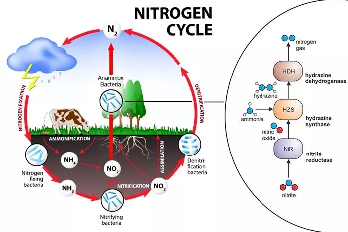 左边是氮循环示意图,右边是厌氧氨氧化菌是如何完成这个转化的   图源