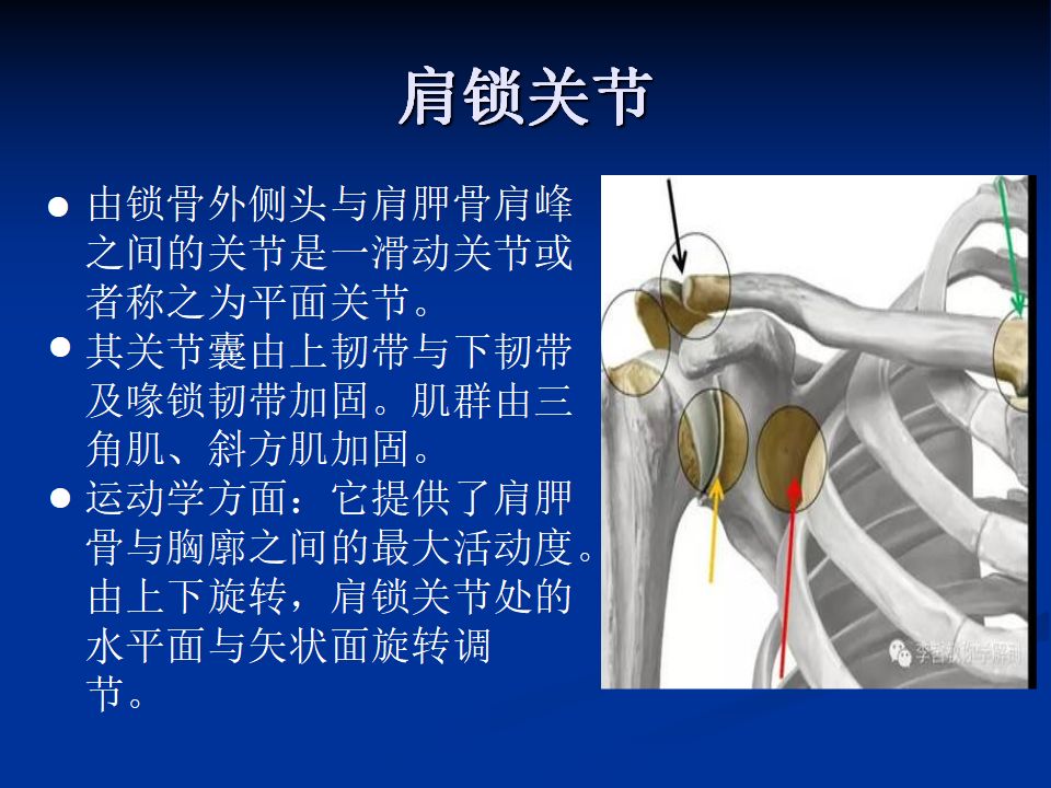 肩周炎针刀诊疗( 体表定位)