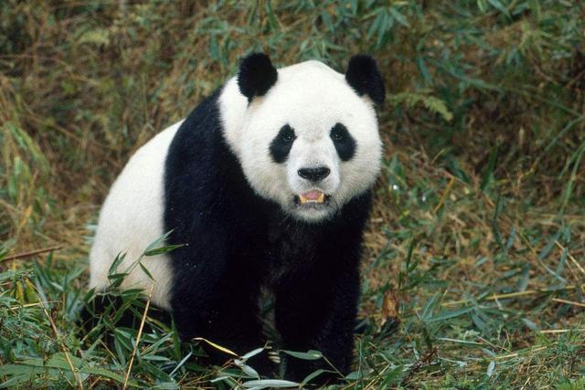 大混战,最终谁能胜出?熊猫战斗力到底有多强?