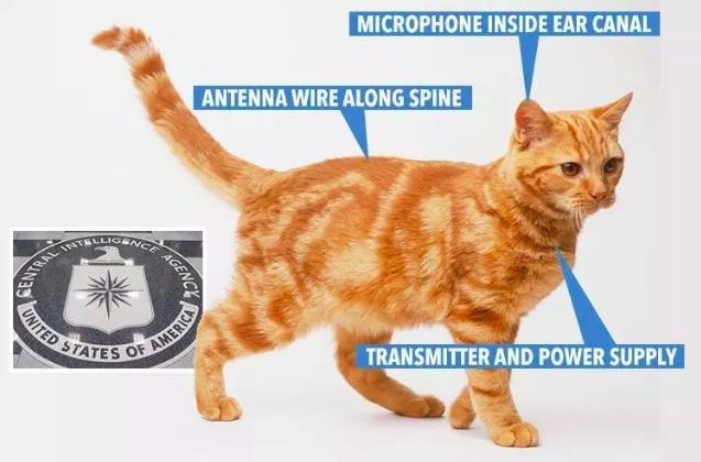 猫的天线怎么摆放信号才强 2cfb6be17c69429497628b18f38a38a2.jpeg