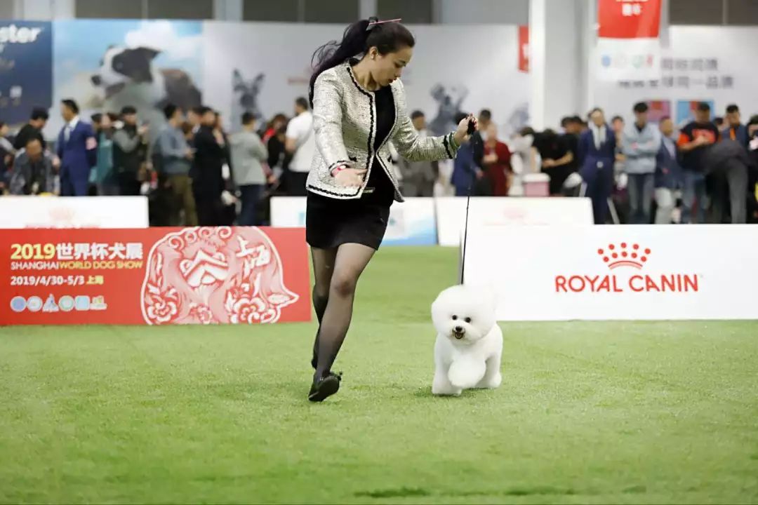 世界杯犬展首次来到上海,汪星人最爱的竟是ta_狗狗