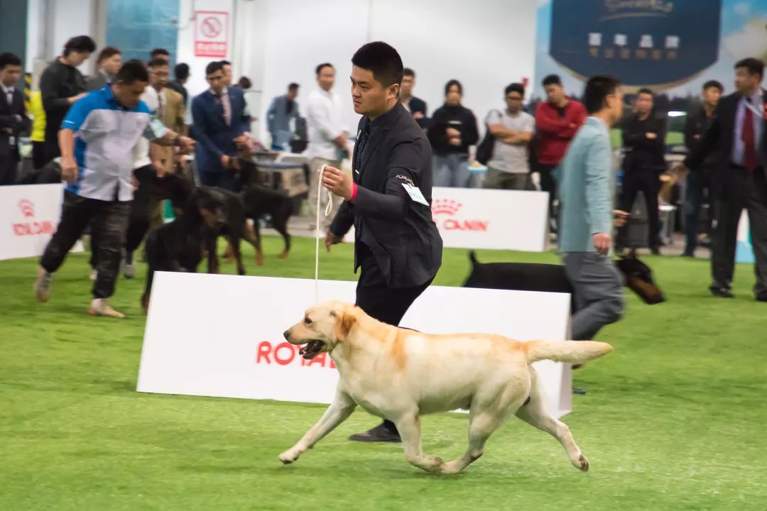 世界杯犬展首次来到上海,汪星人最爱的竟是ta_狗狗