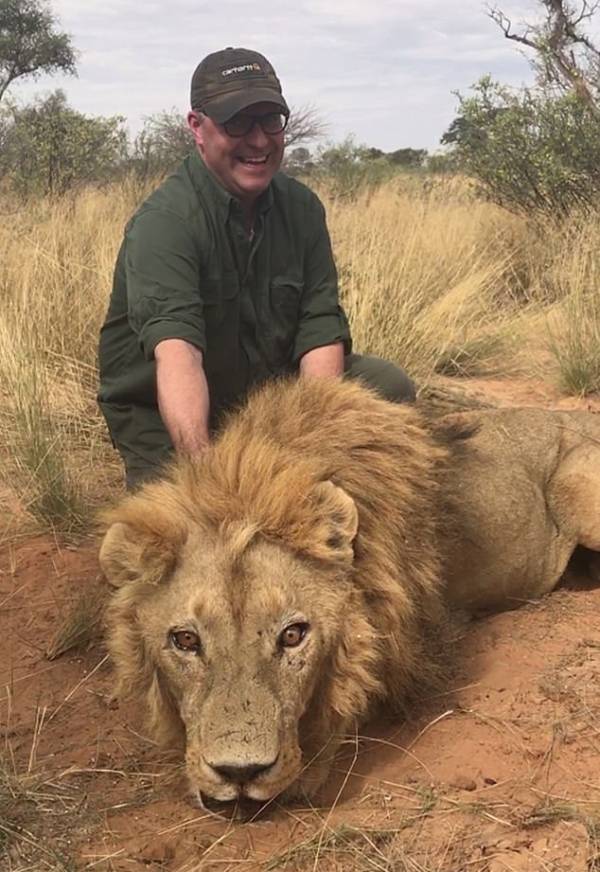惨无人道!南非"狮子农场"在两天内屠杀了54只狮子