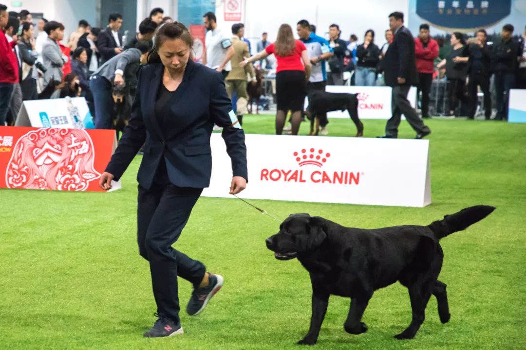 世界杯犬展首次来到上海,汪星人最爱的竟是ta_狗狗