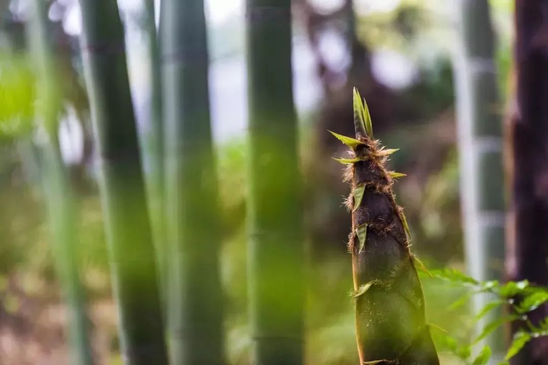 你甚至还能听见竹子拔节的声音.