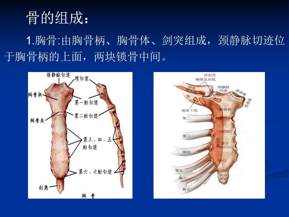 肩周炎针刀诊疗( 体表定位)