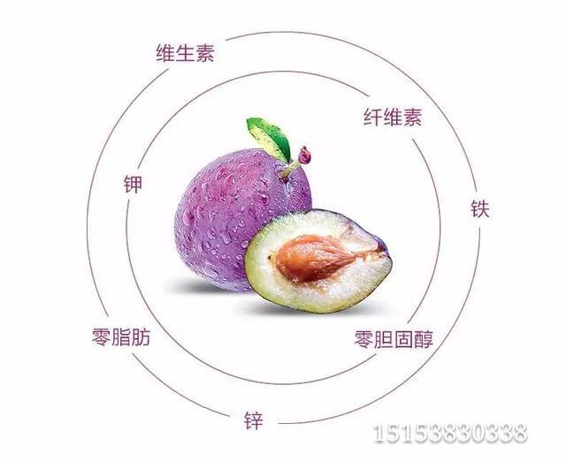 高颜值水果西梅西梅品种介绍发展历程价值用途及种植技术