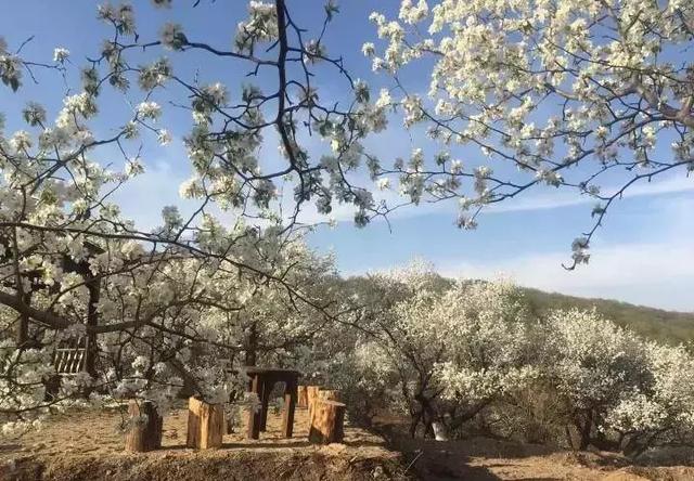 由长春莲花山生态旅游度假区管理委员会主办的"寻梦莲花山·百年梨园