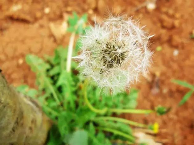 婆婆丁是什么花 786abcabb5684373af2fac3b6eb29992.jpeg