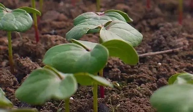 降雨低温大风来袭要想早现蕾早防虫棉花苗期抓紧这么做