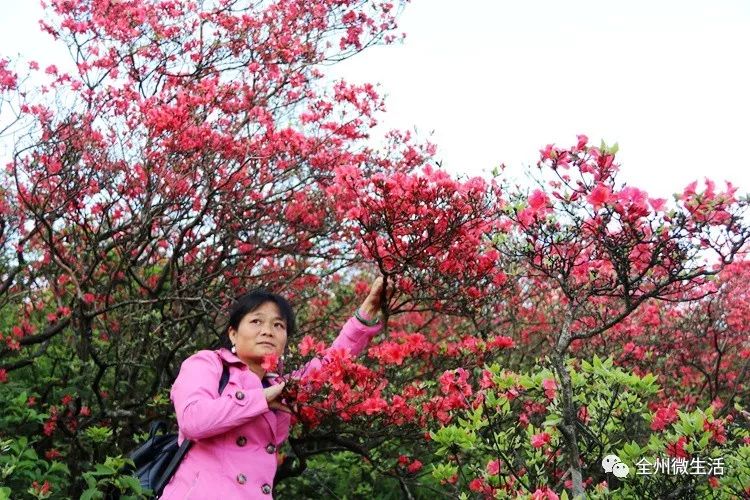 五一去永州阳明山,这里被上海吉尼斯总部评为"世界最大野生杜鹃花基地