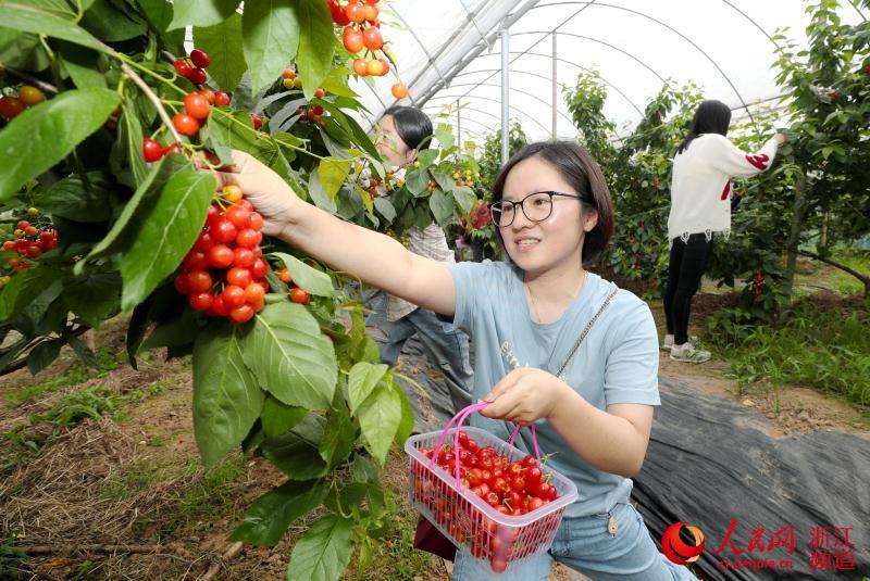 吸引上海,杭州,江西等地的游客来采摘樱桃