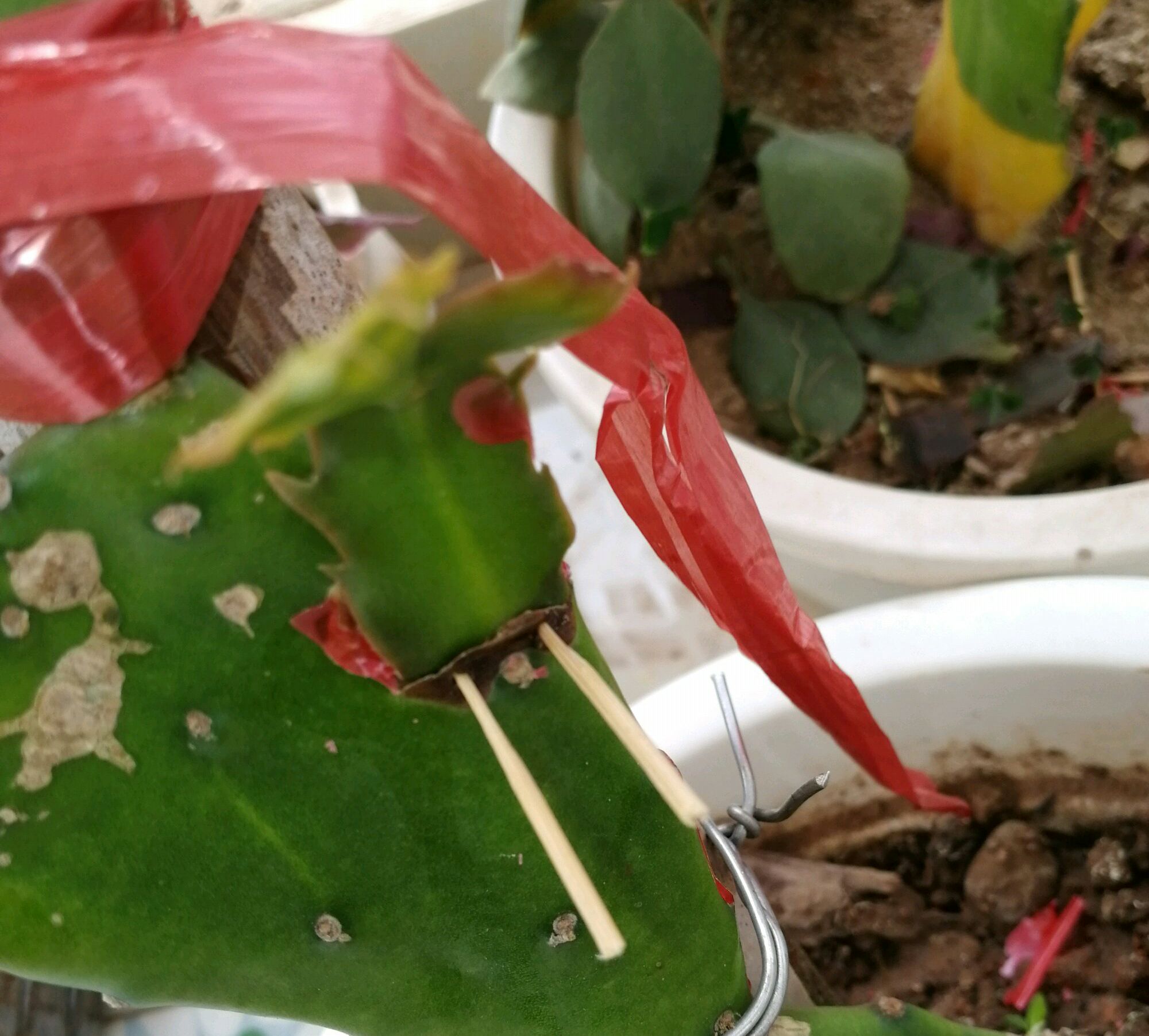 几月份嫁接蟹爪兰成活 937d26a153e8408d9f0da6d28260228c.jpeg