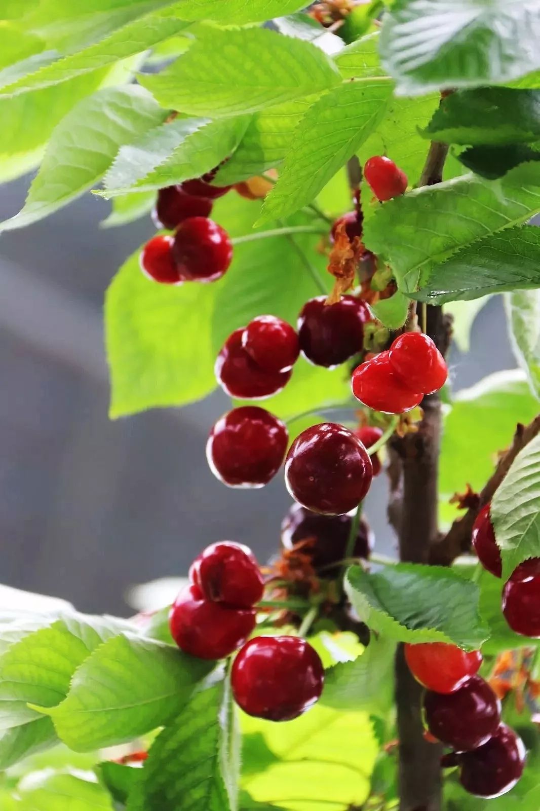 婆婆丁怎么采摘 952321fe019f48fd8724ef502c13dfbd.jpeg