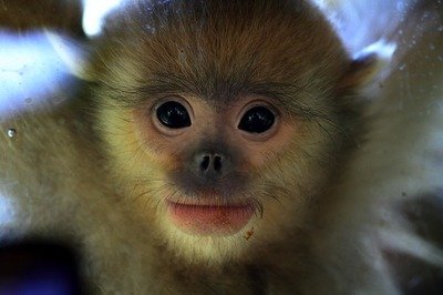 2016属猴人什么命