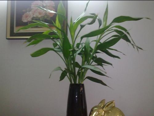 富贵竹几支招财家里摆放 bfb360e167824ec699c427ebfd21f4fa.jpeg