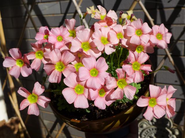 5月2号甜蜜日,头顶开桃花,左右是佳人,脱单路上遇幸福的生肖 胜博发手机版
