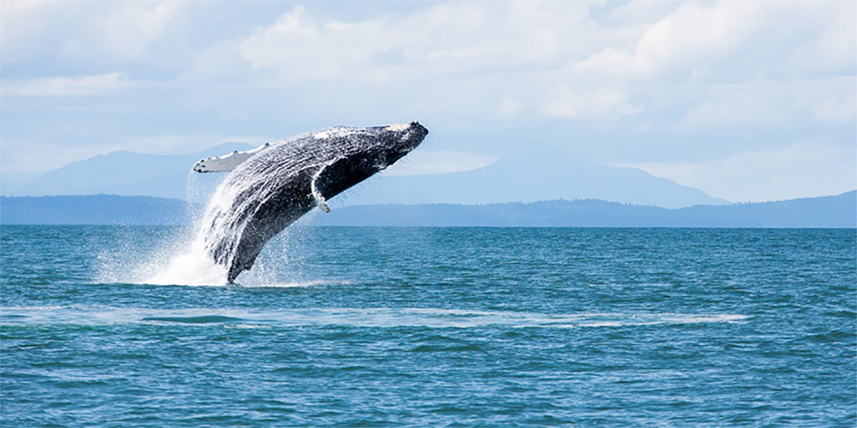 鲸鱼和人在空中猜成语_在空中翻滚的鲸鱼动图