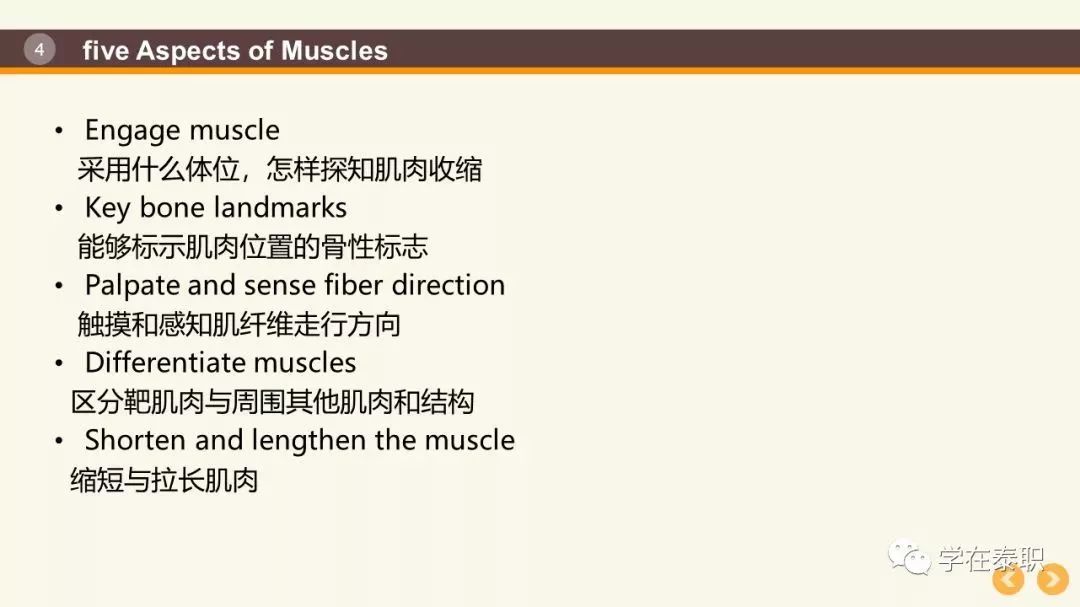 常用体表肌&骨标志定位及应用(高清彩图)