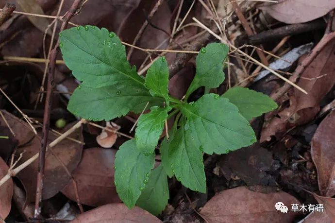 吃野菜系列之白花败酱