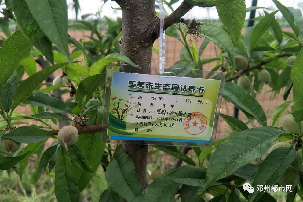 邓州十里桃林200棵桃树免费待认领全年桃子都归你