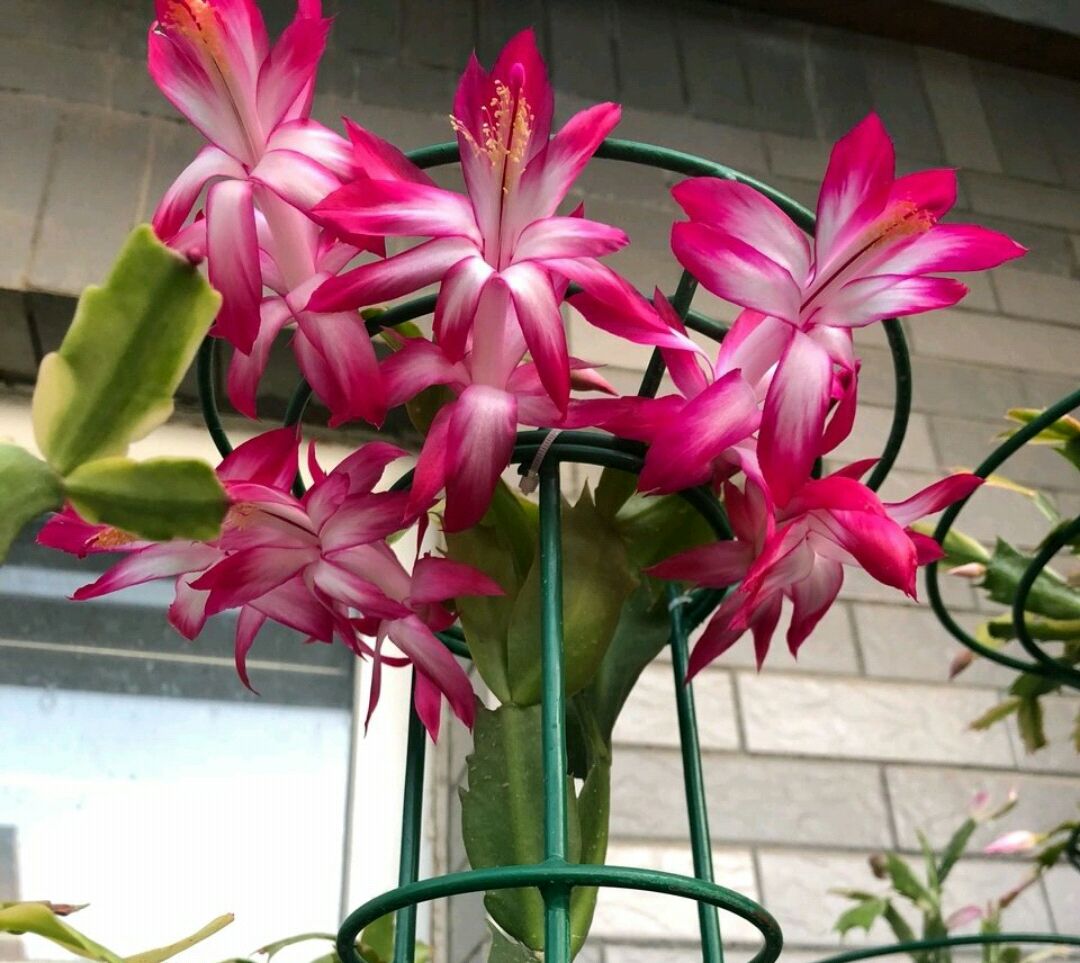 几月份嫁接蟹爪莲为最好 ce5be6de91664534b8046304b9a7aade.jpeg