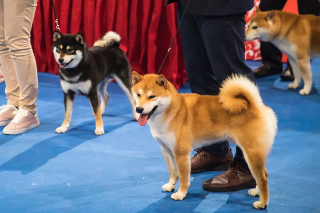全体铲屎官!世界杯犬展首次来到上海,汪星人最爱的竟