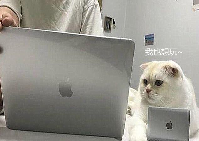 主人加班猫咪频频捣乱,无奈配置同款电脑,猫:这键盘我还怎么跪 菲律宾申慱sunbet最新登陆
