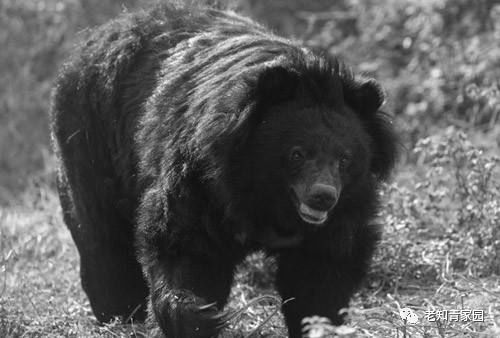 人能打过黑熊吗 e01818d297db4b89acbd20271de979d9.jpeg