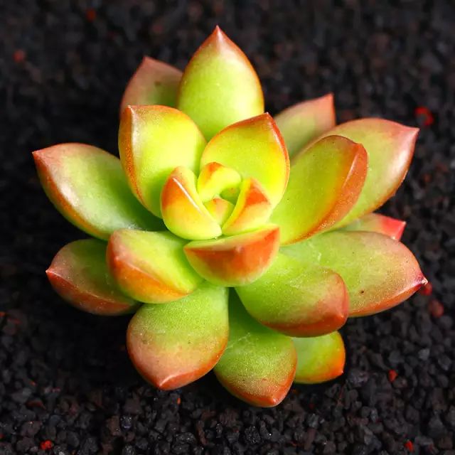 种植多肉的劳动和感悟 e0be4f13202846bc996adddad27fcdca.jpeg