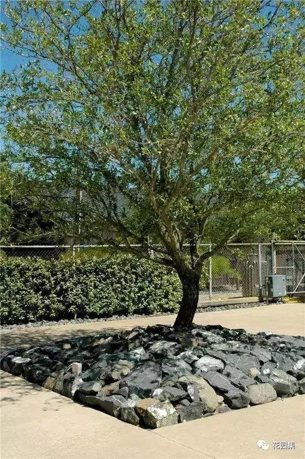 现在能种树吗北方 ea88ff6005094843862a4d639fa835af.jpeg