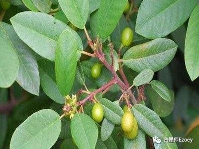 E魔法草药小讲堂—鼠李皮/腰果/大麦的魔法效果 东方og视讯app