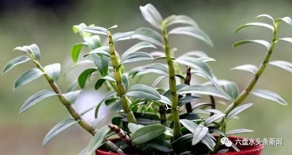 九大仙草排名_世界十大仙草排名(2)