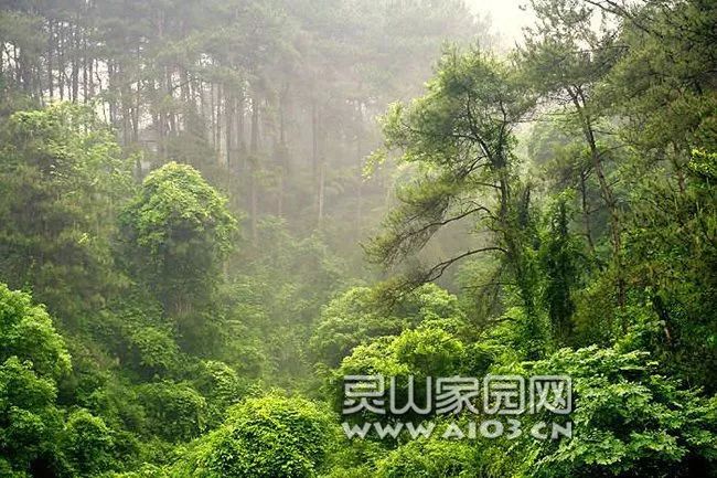 灵山旧州某村十亩山林缘何被夷为平地