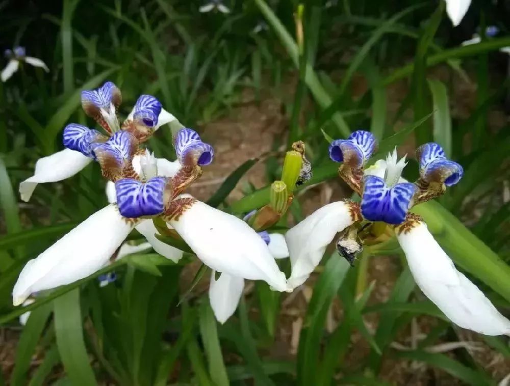 我国南方常见栽培 赏花地点:莲花山公园,园博园,深圳湾公园,笔架山