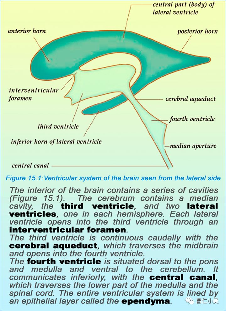 01cell types:人类皮质的神经细胞约140亿,主要有三种类型:锥体细胞