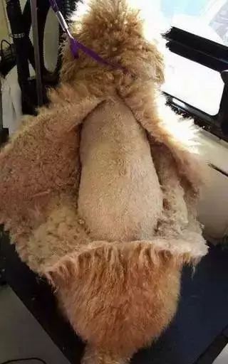 没有对比就没有伤害!泰迪美容前后对比照 ,堪称