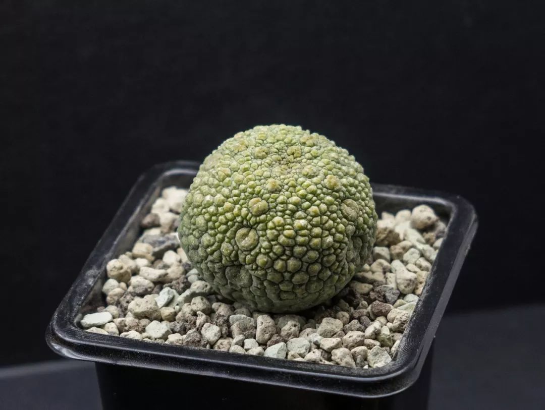 学名:pseudolithos migiurtinus科属:萝藦科凝蹄玉属分布:索马里东北