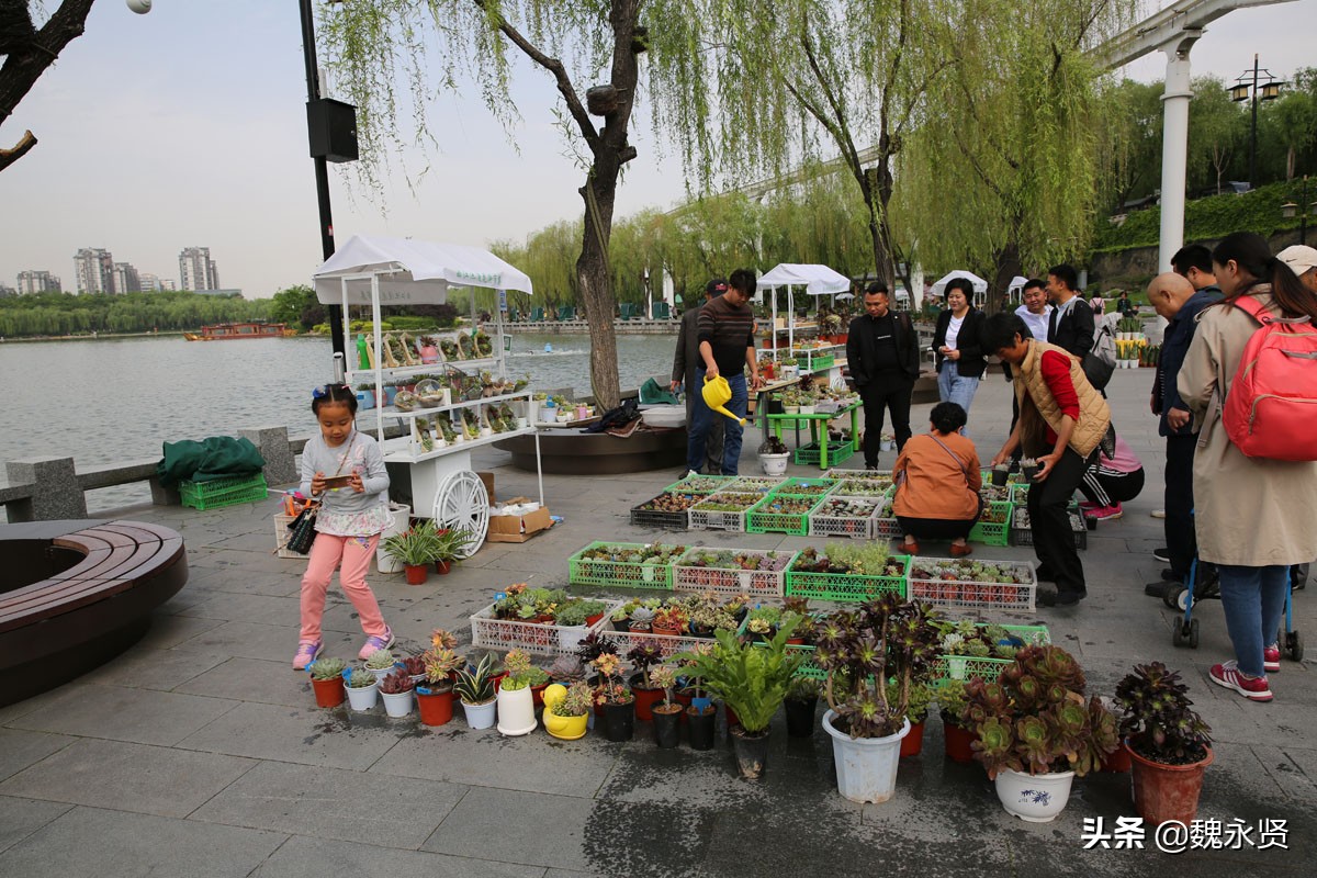 湖边花摊美,店主不用守摊在家就能把花卖