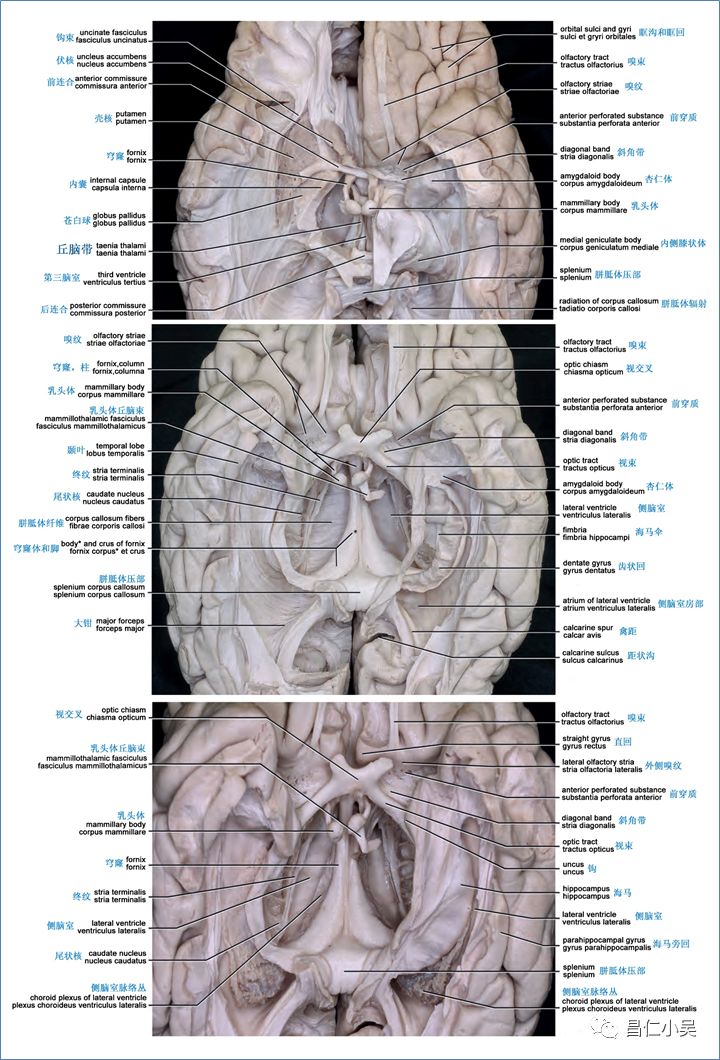 (一)大脑皮质显微解剖:1,大脑皮质结构cerebral cortex structure