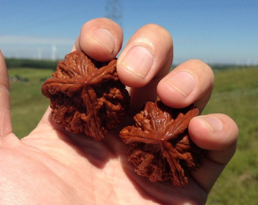 文玩核桃密度排行榜,最压手的那个谁都没想到